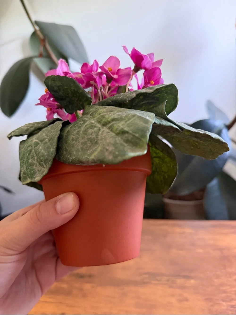 N/A beautiful pink